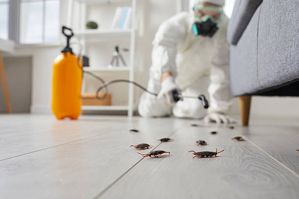 Commercial Kitchen Cockroach Control in Wilkshire Hills